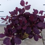 Škumpa vlasatá (Cotinus coggygria) ´ROYAL PURPLE´- výška 40-60 cm, kont. C2L